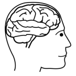 Dibujo para colorear Dibujo Del Cerebro De Un Hombre Para Pintar Y Colorear A La Cabeza Con El Cerebro Y El Cerebelo