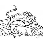 Dibujo para colorear Dibujo De Leopardo Durmiendo En El Tronco De Un Arbol Para Pintar Y Colorear
