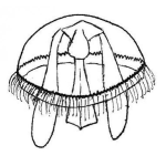 Dibujo para colorear Dibujo De Medusa Del Mar Para Pintar Y Colorear Jellyfish
