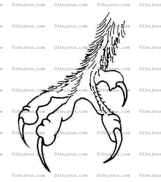 Dibujo para colorear Dibujo De La Pata De Aguila Para Pintar Y Colorear Garras De Aguila
