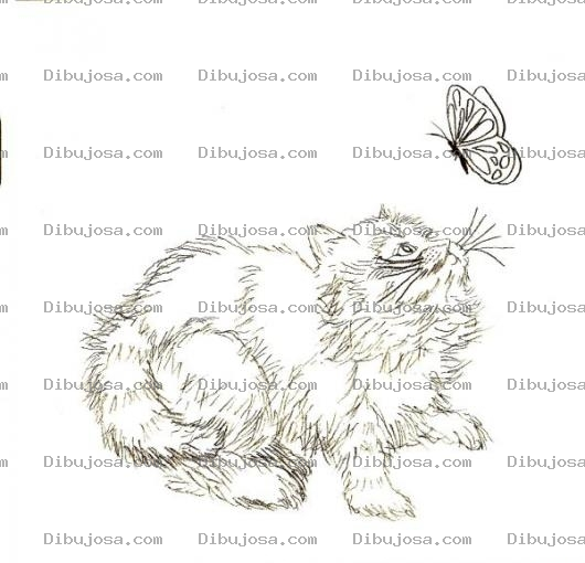 Dibujo para colorear Dibujo De Gato Con Mariposa Para Pintar Y Colorear Gatito Con Mariposita