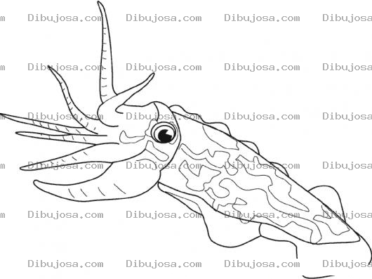 Dibujo para colorear Dibujo De Calamar Gigante Para Pintar Y Colorear