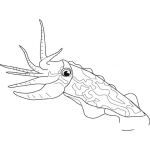 Dibujo para colorear Dibujo De Calamar Gigante Para Pintar Y Colorear