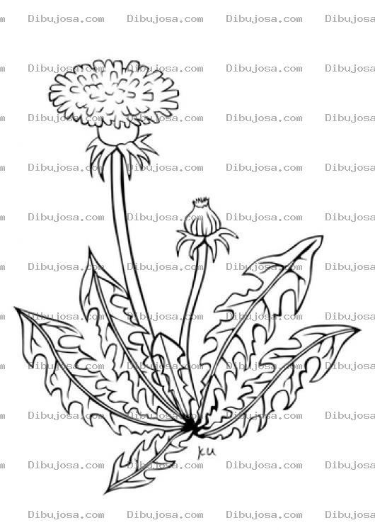 Dibujo para colorear Dibujo De Planta Diente De Leon Para Pintar Y Colorear Dientedeleon
