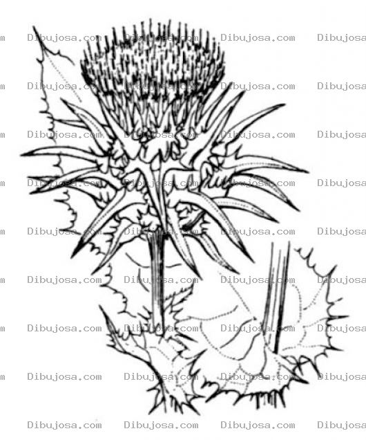 Dibujo para colorear Dibujo De Planta Cardo Mariano Para Pintar Y Colorear Milk Thistle Cardo Maria Cardo Lechero