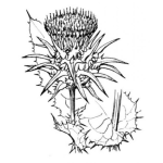 Dibujo para colorear Dibujo De Planta Cardo Mariano Para Pintar Y Colorear Milk Thistle Cardo Maria Cardo Lechero