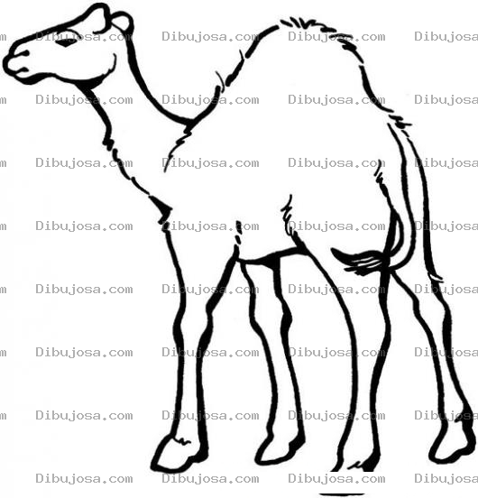Dibujo para colorear Dibujo De Camello Para Pintar Y Colorear A Un Cameyo De Atras