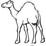 Dibujo para colorear Dibujo De Camello Para Pintar Y Colorear A Un Cameyo De Atras