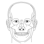 Dibujo para colorear Anatomia Del Rostro Para Pintar Y Colorear
