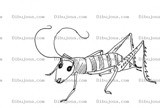 Dibujo para colorear Dibujo De Grillo Para Pintar Y Colorear
