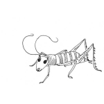 Dibujo para colorear Dibujo De Grillo Para Pintar Y Colorear