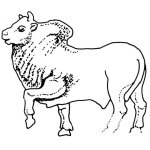 Dibujo para colorear Dibujo De Un Toro Con Joroba Para Pintar Y Colorear