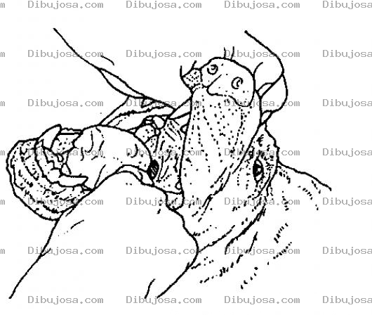 Dibujo para colorear Dibujo De Veterinario Examinando El Hocico De Un Perro Para Colorear