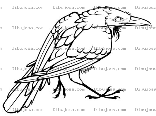 Dibujo para colorear Dibujo De Zanate Para Pintar Y Colorear