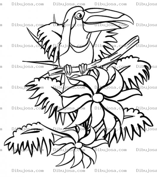 Dibujo para colorear Dibujo De Tucan Ave Nacional De Belice Para Pintar Y Colorear