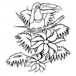 Dibujo para colorear Dibujo De Tucan Ave Nacional De Belice Para Pintar Y Colorear
