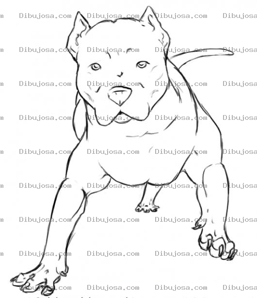 Dibujo para colorear Dibujo De Perro Pitbull Al Ataque Para Pintar Y Colorear