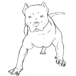 Dibujo para colorear Dibujo De Perro Pitbull Al Ataque Para Pintar Y Colorear