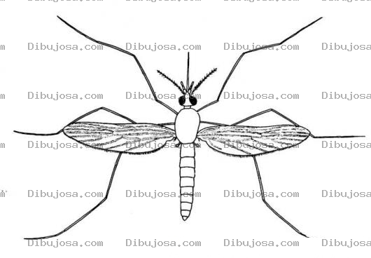 Dibujo para colorear Dibujo De Mosquito Para Pintar Y Colorear Aeges Egipty