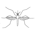 Dibujo para colorear Dibujo De Mosquito Para Pintar Y Colorear Aeges Egipty