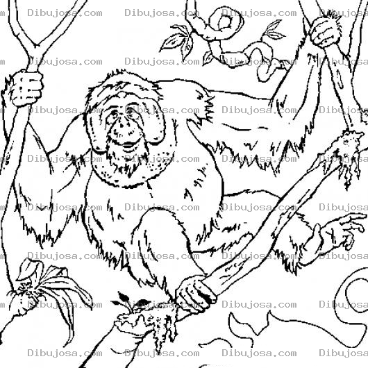 Dibujo para colorear Dibujo De Orangutan En Un Arbol Para Pintar Y Colorear