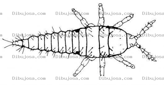 Dibujo para colorear Dibujo De Acaro Chinche Para Pintar Y Colorear