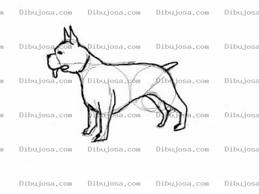Dibujo para colorear Como Dibujar Un Perro Pitbull Para Pintar Y Colorear