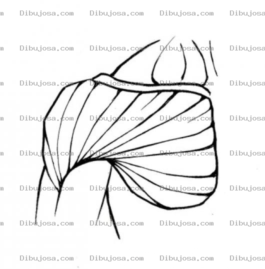 Dibujo para colorear Dibujo De Los Musculos Del Hombro Para Pintar Y Colorear
