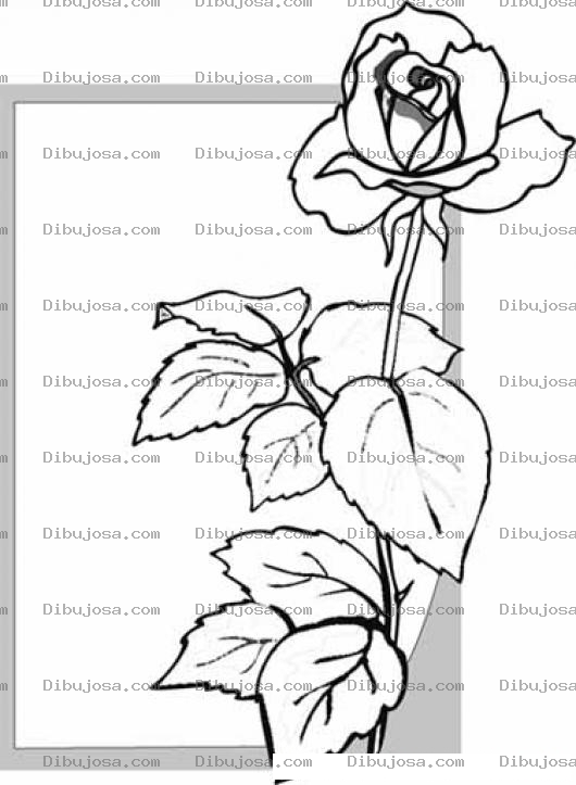 Dibujo para colorear Colorear Tarjeta con una Rosa