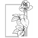 Dibujo para colorear Colorear Tarjeta con una Rosa