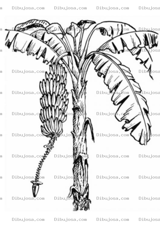 Dibujo para colorear Dibujo De Platanar Con Una Penca De Platanos Para Pintar Y Colorear Arbol De Platanitos