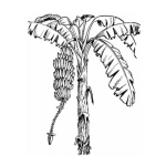 Dibujo para colorear Dibujo De Platanar Con Una Penca De Platanos Para Pintar Y Colorear Arbol De Platanitos