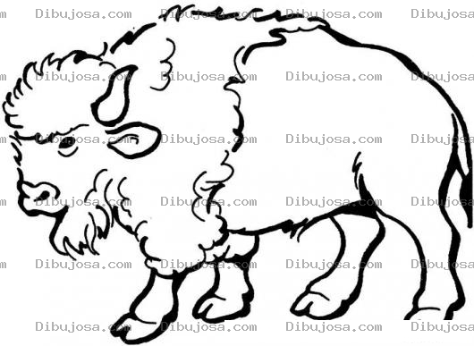 Dibujo para colorear Dibujo De Bufalo Para Pintar Y Colorear