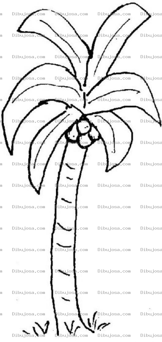 Dibujo para colorear Dibujo De Una Palmera De Cocos Para Pintar Y Colorear Cocal Con 4 Cocos