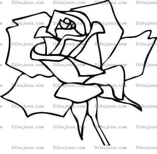 Dibujo para colorear Colorear rosa con lineas rectas