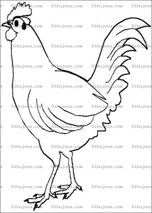 Dibujo para colorear Dibujo de un gallo para pintar