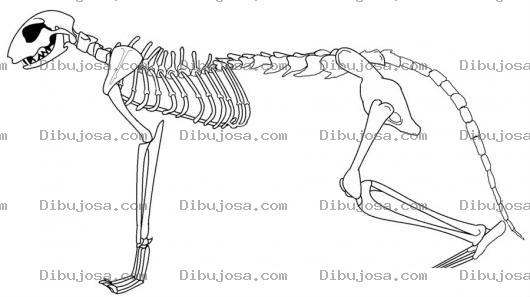 Dibujo para colorear Esqueleto De Gato Para Pintar Y Colorear Dibujo De Calavera De Gato