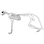 Dibujo para colorear Esqueleto De Gato Para Pintar Y Colorear Dibujo De Calavera De Gato