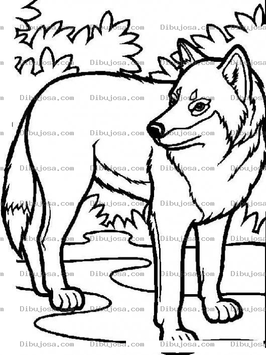 Dibujo para colorear Dibujo De Lobo Para Pintar Y Colorear