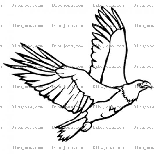 Dibujo para colorear Dibujo De Aguila Volando Para Pintar Y Colorear