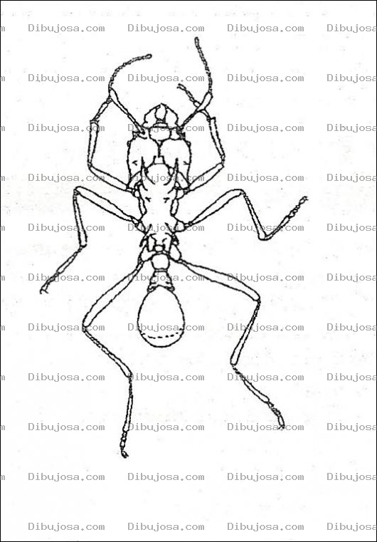 Dibujo para colorear Dibujo De Hormiga Para Pintar Y Colorear Hormiguita Gigante