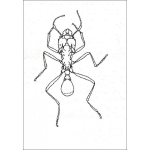 Dibujo para colorear Dibujo De Hormiga Para Pintar Y Colorear Hormiguita Gigante