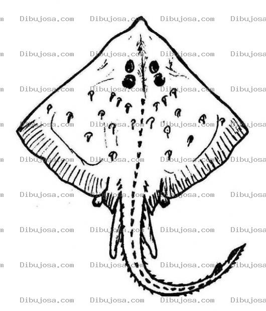 Dibujo para colorear Manta Raya Dibujo De Mantaraya Para Pintar Y Colorear Mantaralla