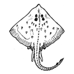 Dibujo para colorear Manta Raya Dibujo De Mantaraya Para Pintar Y Colorear Mantaralla