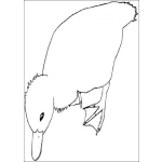 Dibujo para colorear Pato tomando agua