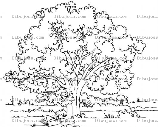 Dibujo para colorear Dibujo De Un Arbol Frondoso Para Pintar Y Colorear