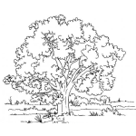 Dibujo para colorear Dibujo De Un Arbol Frondoso Para Pintar Y Colorear