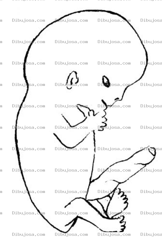 Dibujo para colorear Dibujo De Feto Para Pintar Y Colorear