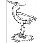 Dibujo para colorear Garza para colorear