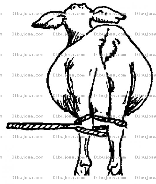 Dibujo para colorear Vaca Amarrada De Las Patas Para Pintar Y Colorear